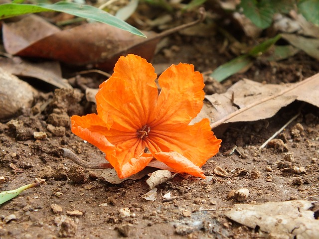 oranžový květ