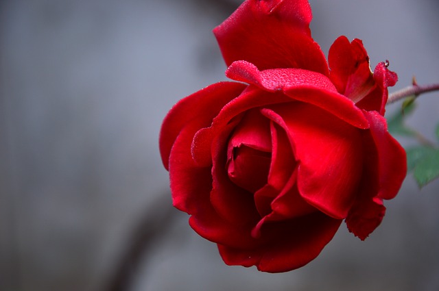 červený květ